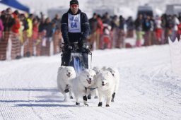 Lenk 2013